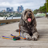Ziippup Dog Lead with Built-in Poop Bag Holder - Rainbow