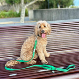 Ziippup Dog Lead with Built-in Poop Bag Holder - Green
