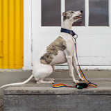 Ziippup Dog Lead with Built-in Poop Bag Holder - Rainbow