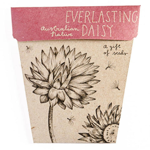 Sow 'n Sow - A Gift Of Seeds - Everlasting Daisy
