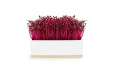 Urban Greens - Mini Garden Sprout Grow Kit - Ruby (Amaranth)