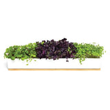 Urban Greens - Windowsill Grow Kit - Microgreens